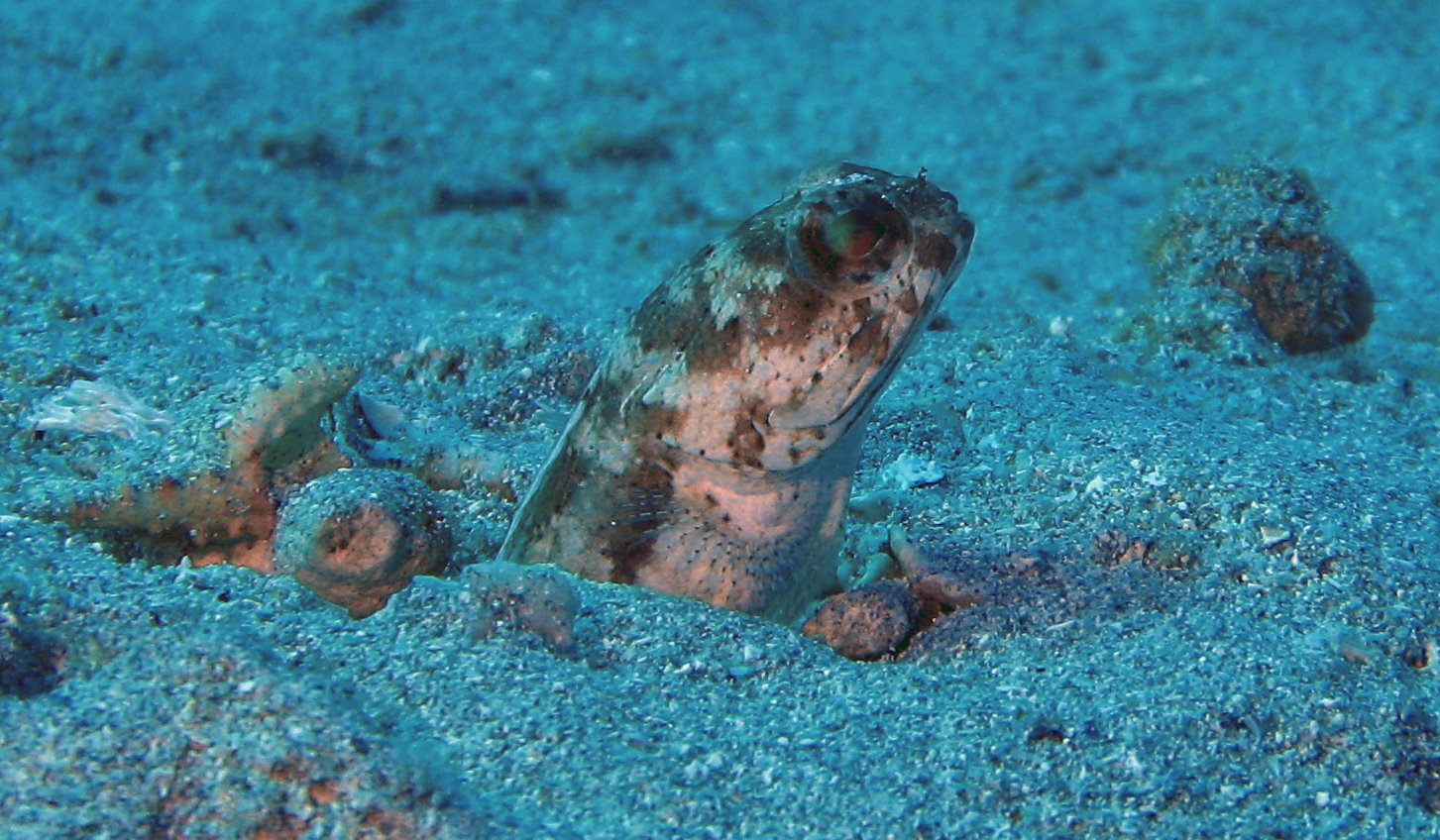 jaw fish