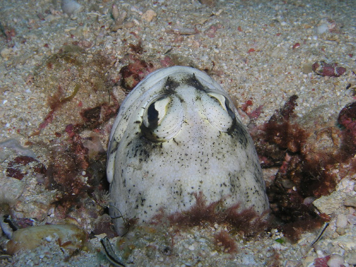 jawfish back