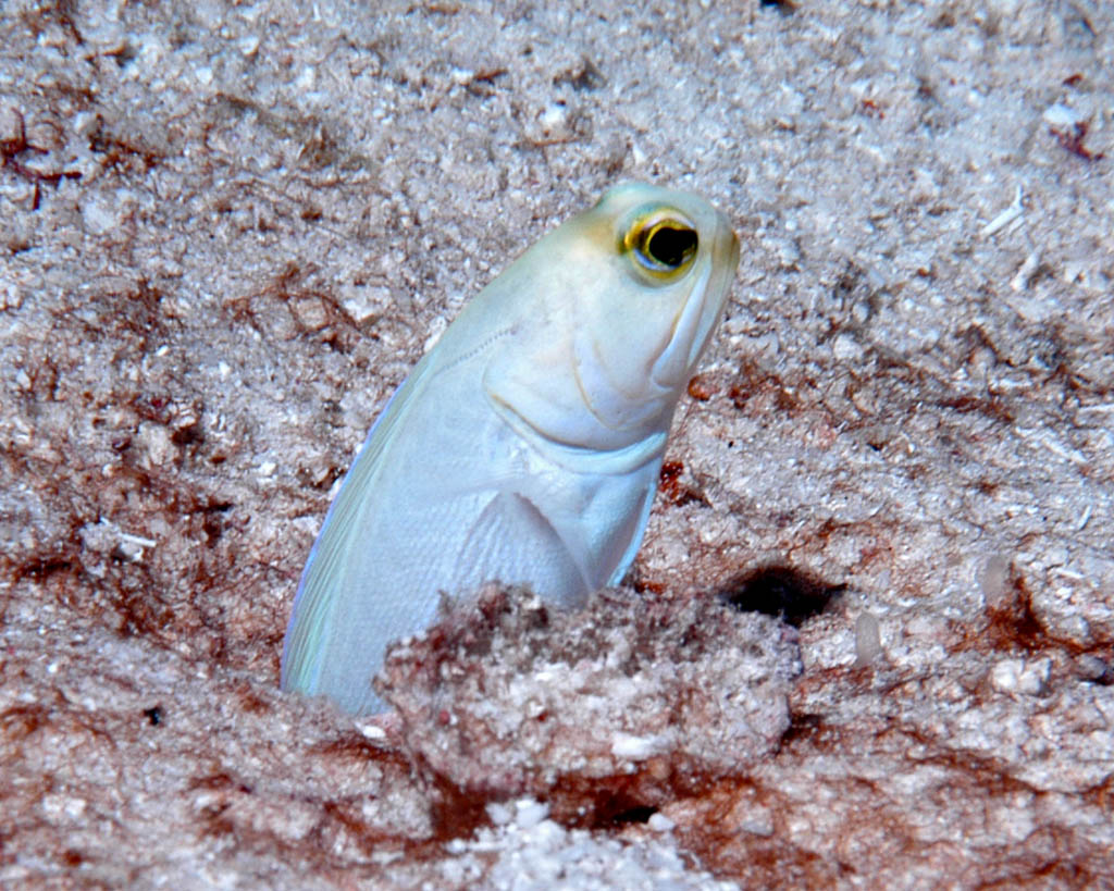 Jawfish - Belize