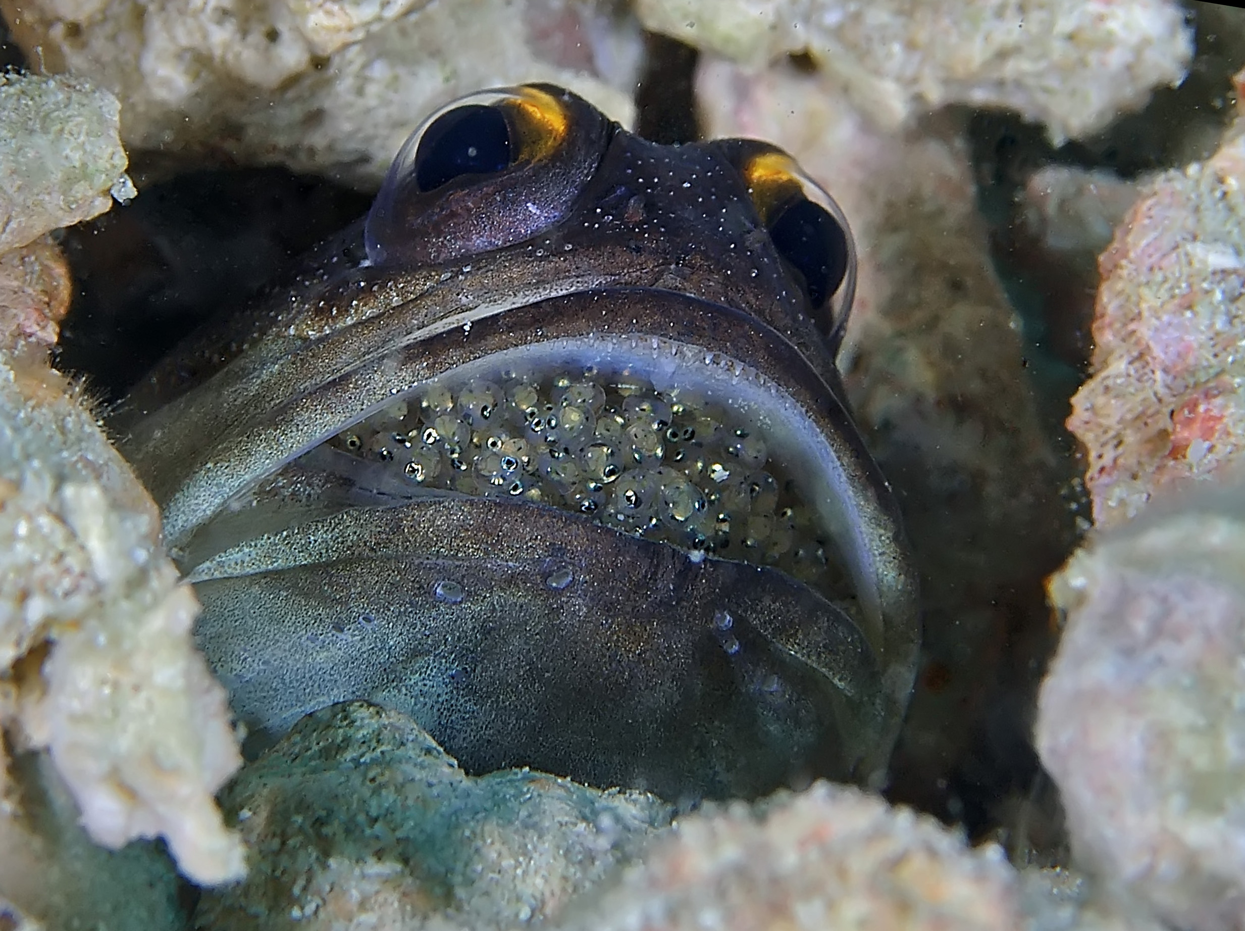 Jawfish Eggstacy