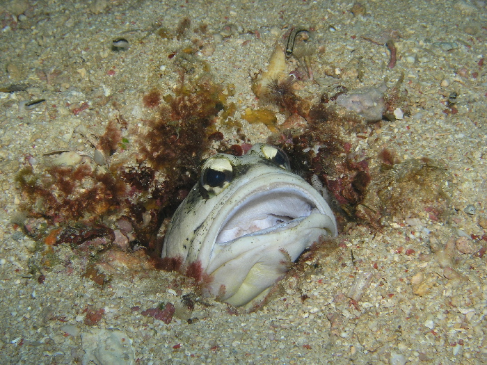 jawfish front