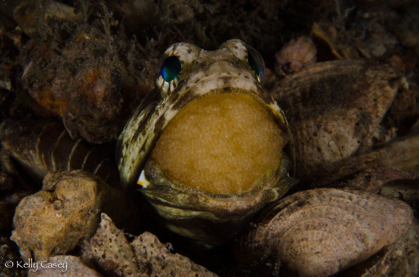 Jawfish with fresh eggs