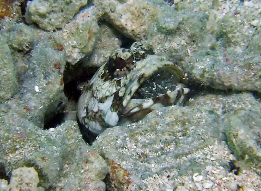 Jawfish with young
