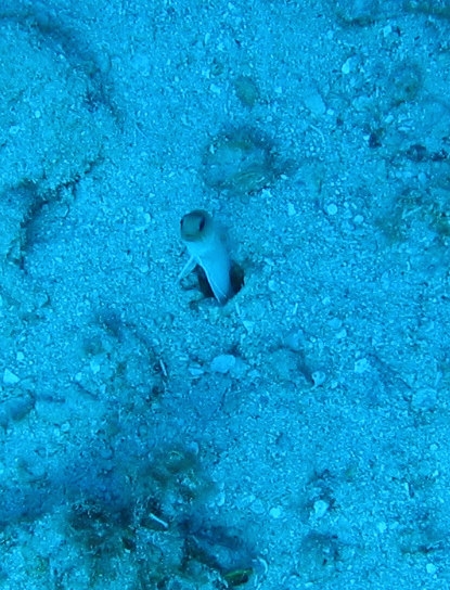 Jawfish