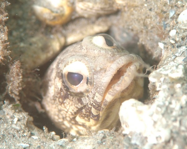 Jawfish