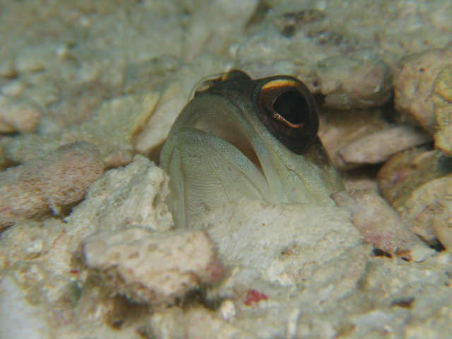 Jawfish