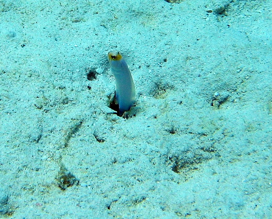 Jawfish