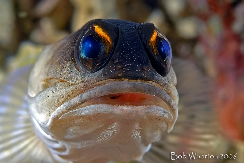 Jawfish