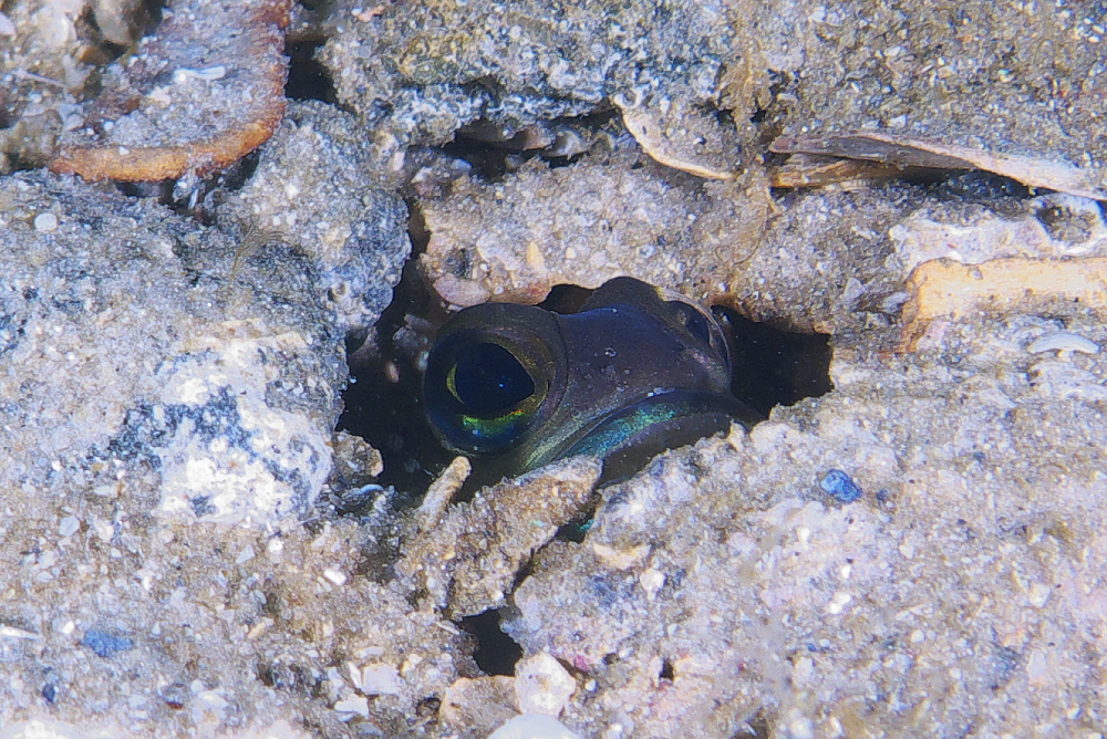 jawfish_2011_07_03
