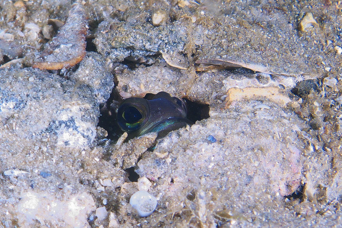 jawfish_2011_07_10_02