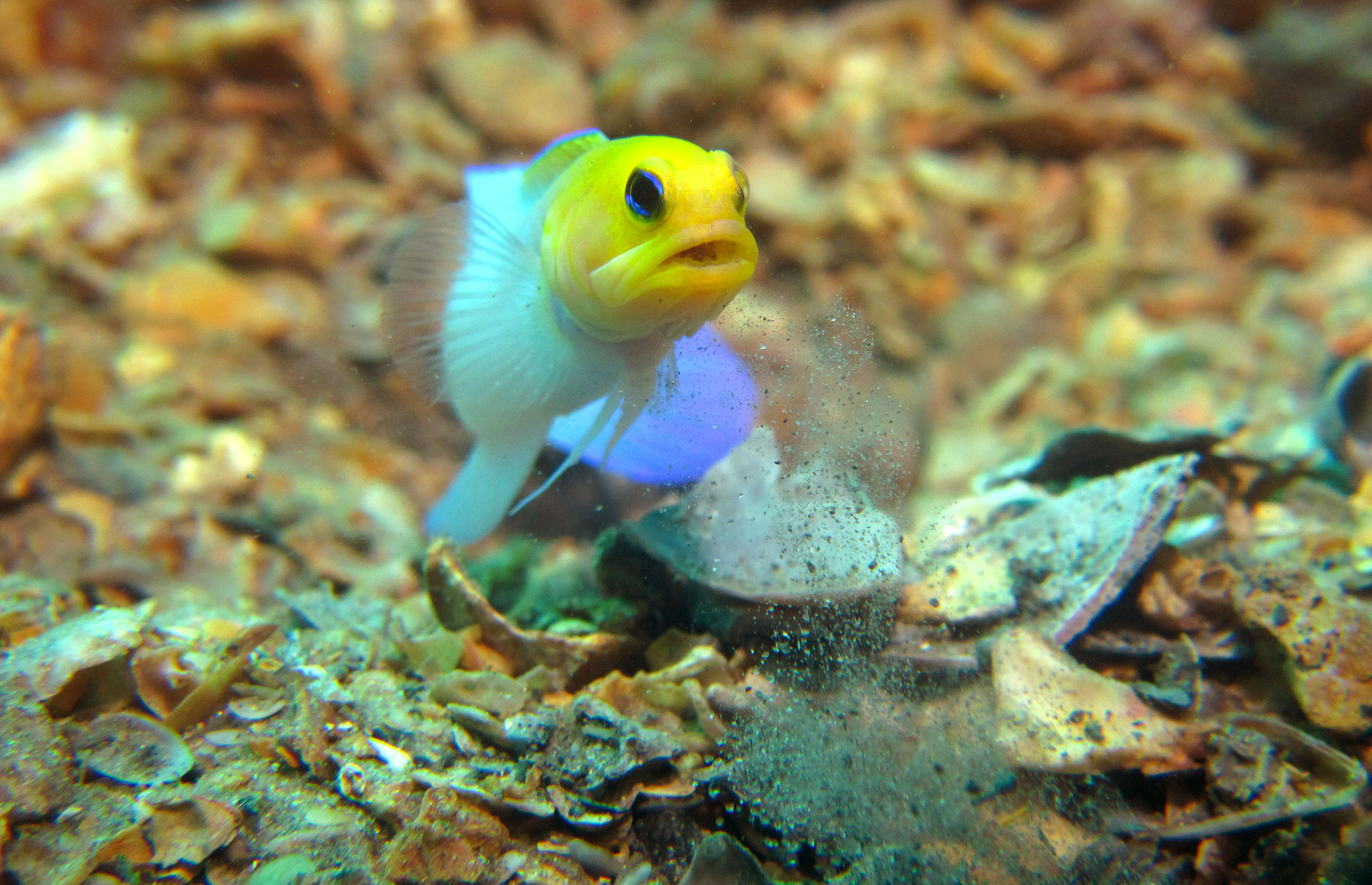 jawfish_working2