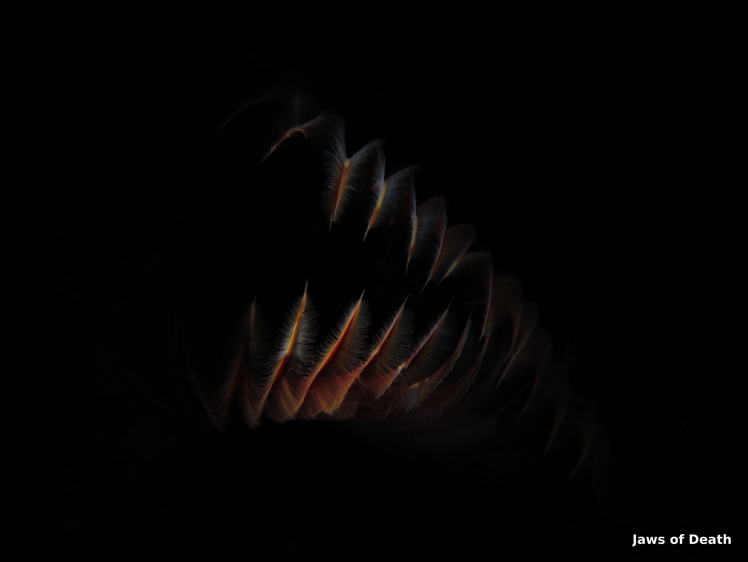 Jaws_of_Death_Crop