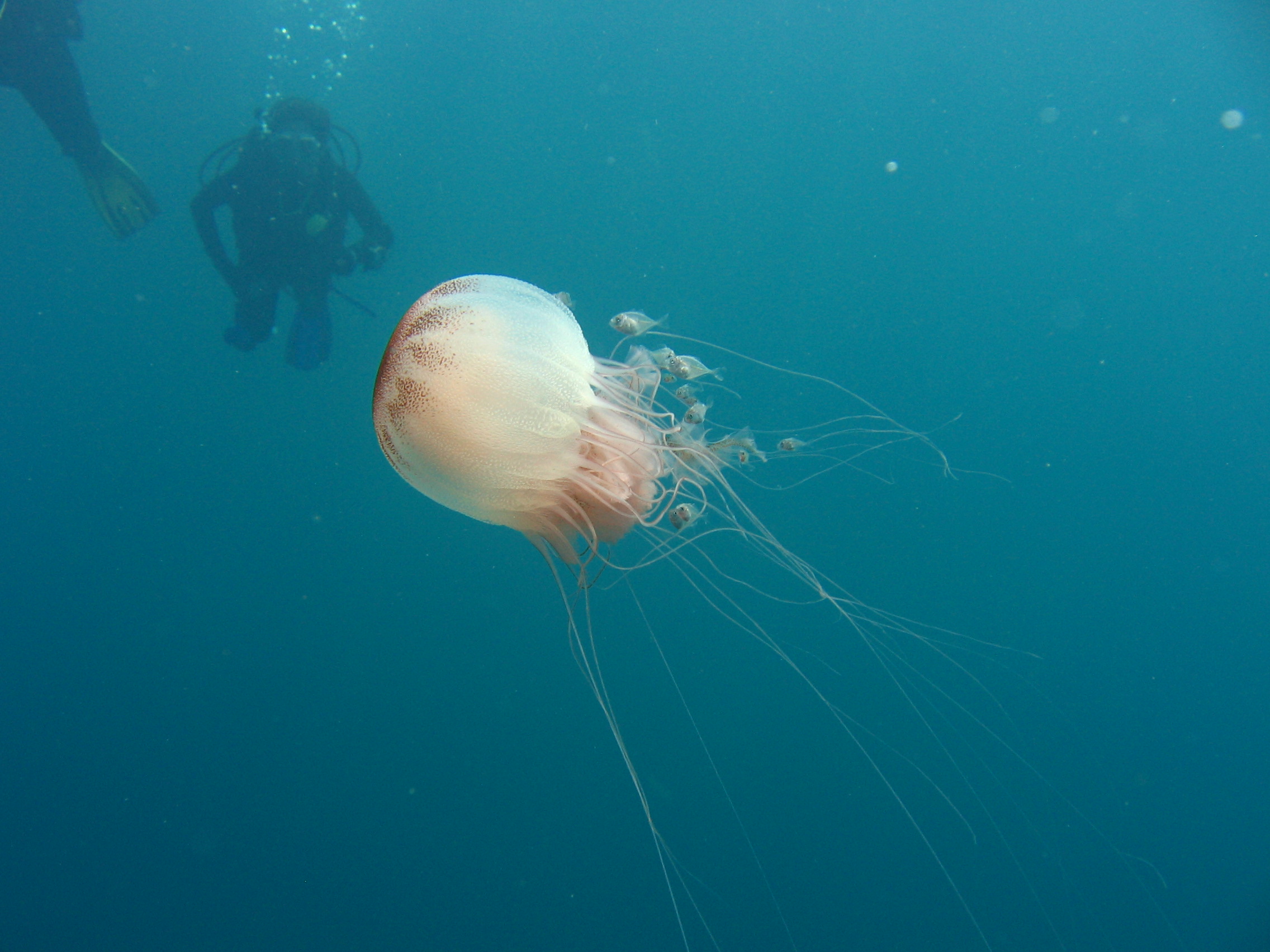 Jelly at hangline