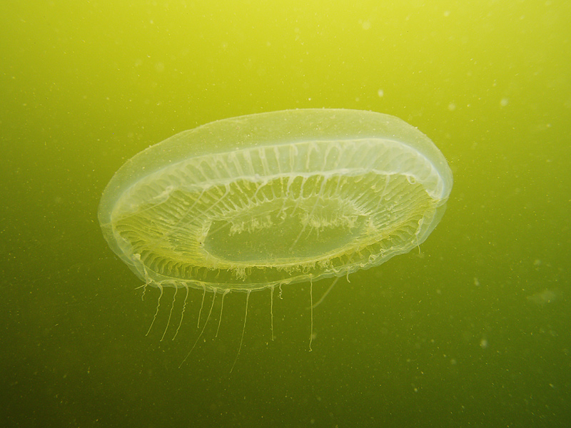 Jelly - Destin jetties