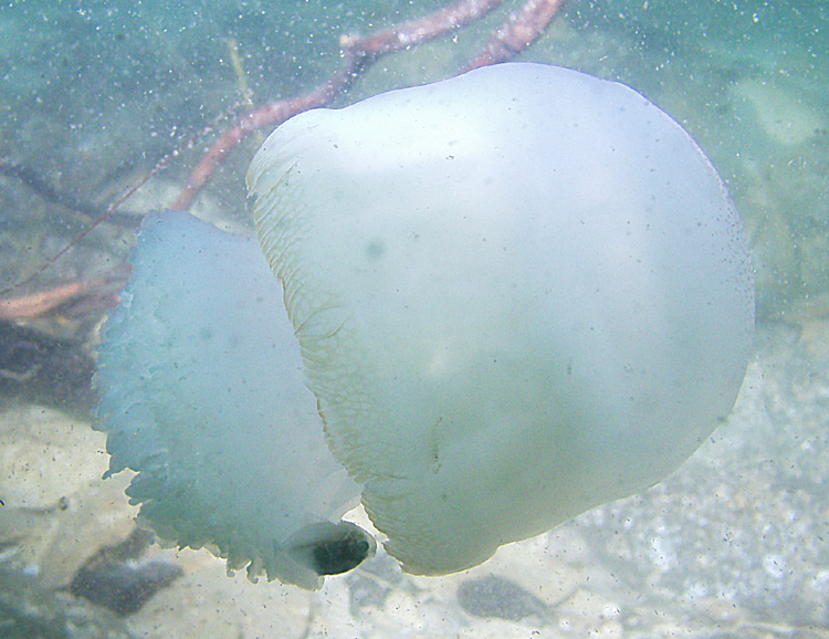 Jelly -Destin Jetties