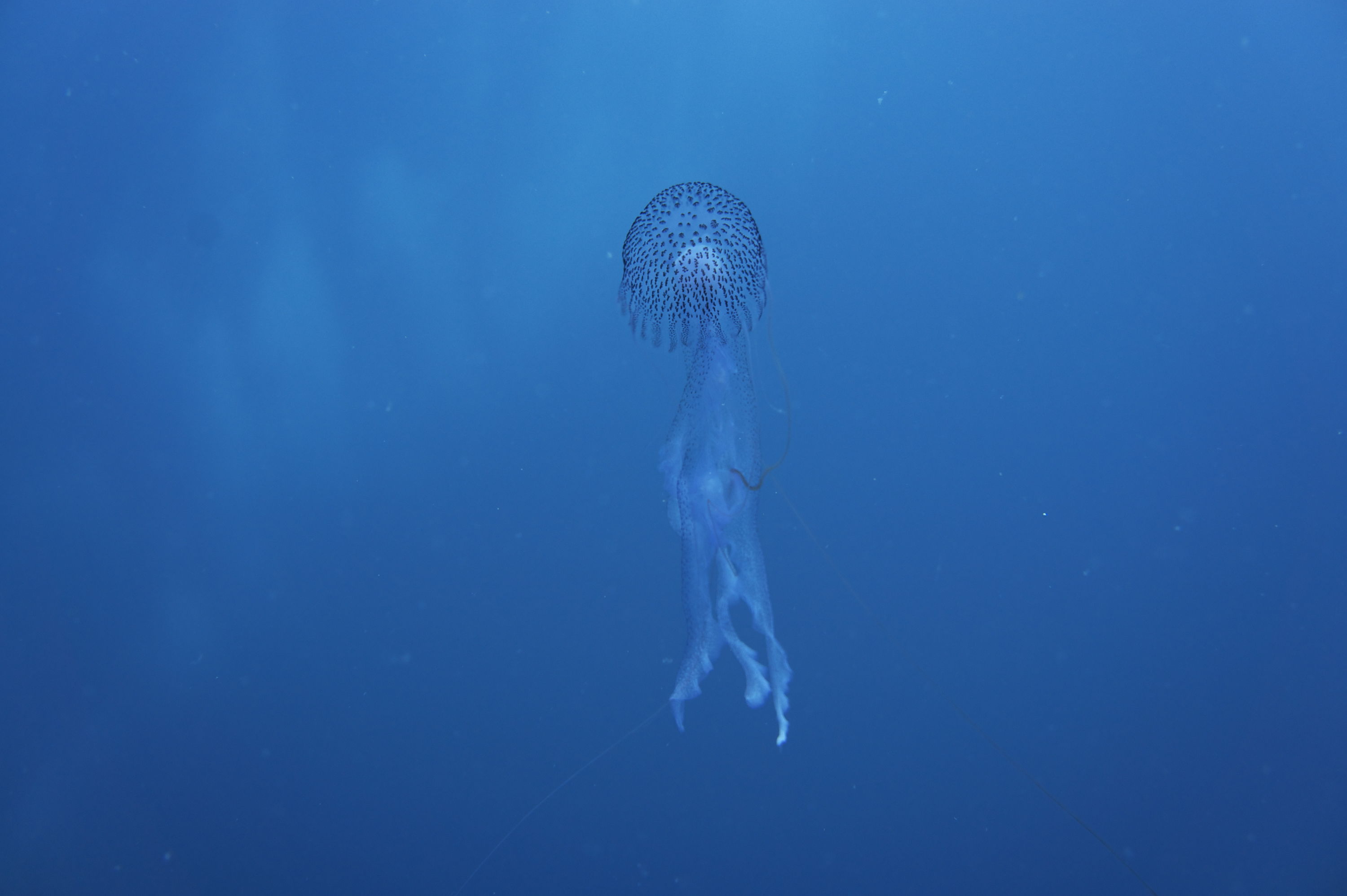 Jelly Fish by Hal Wells