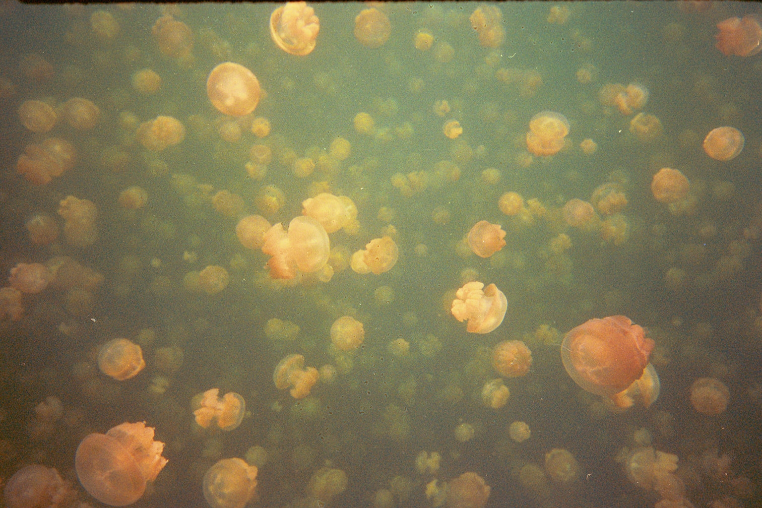 Jelly Fish Lake Palau