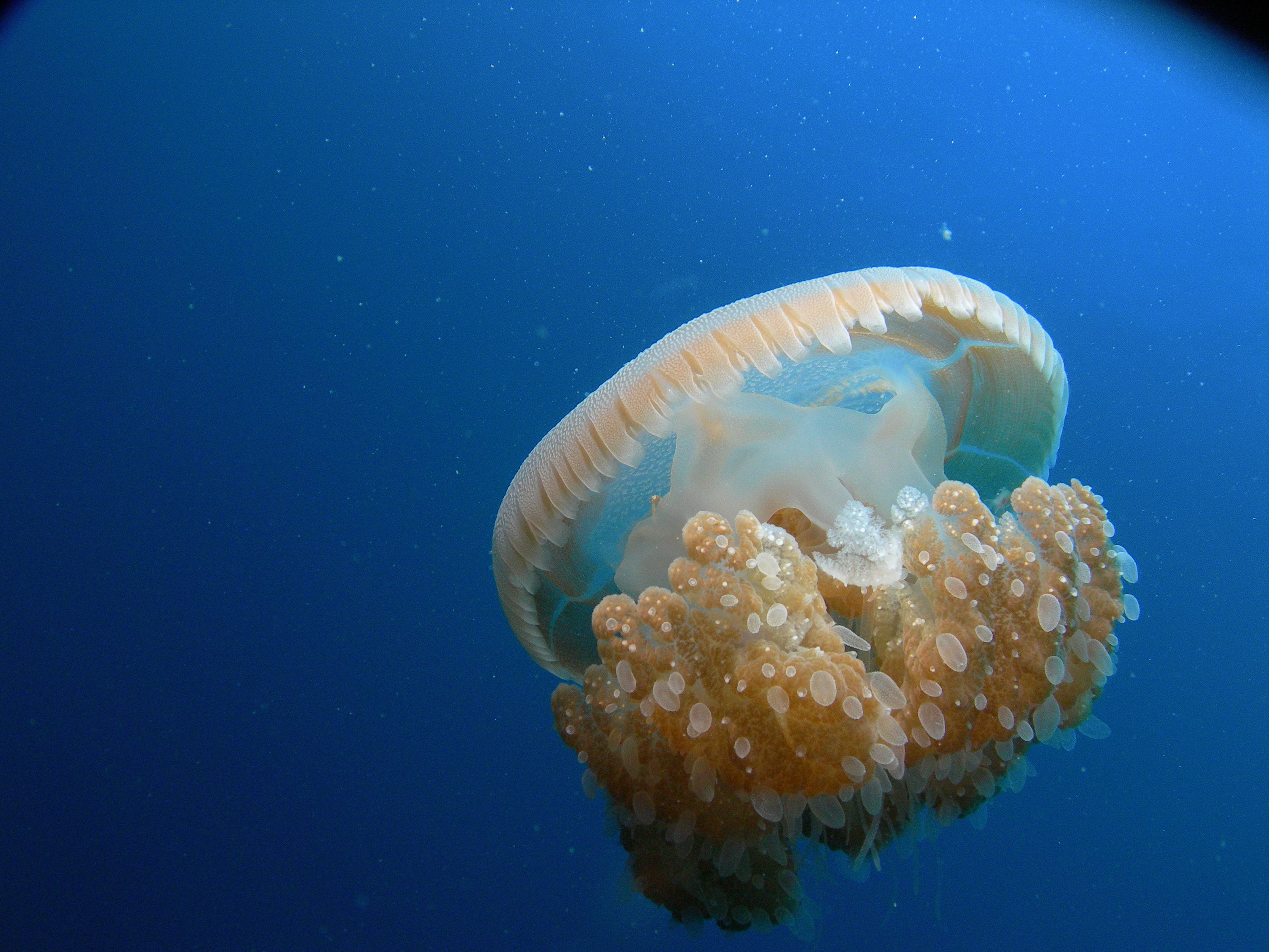 JELLY FISH