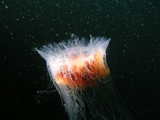 Jelly fish