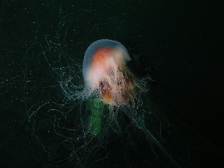 Jelly fish