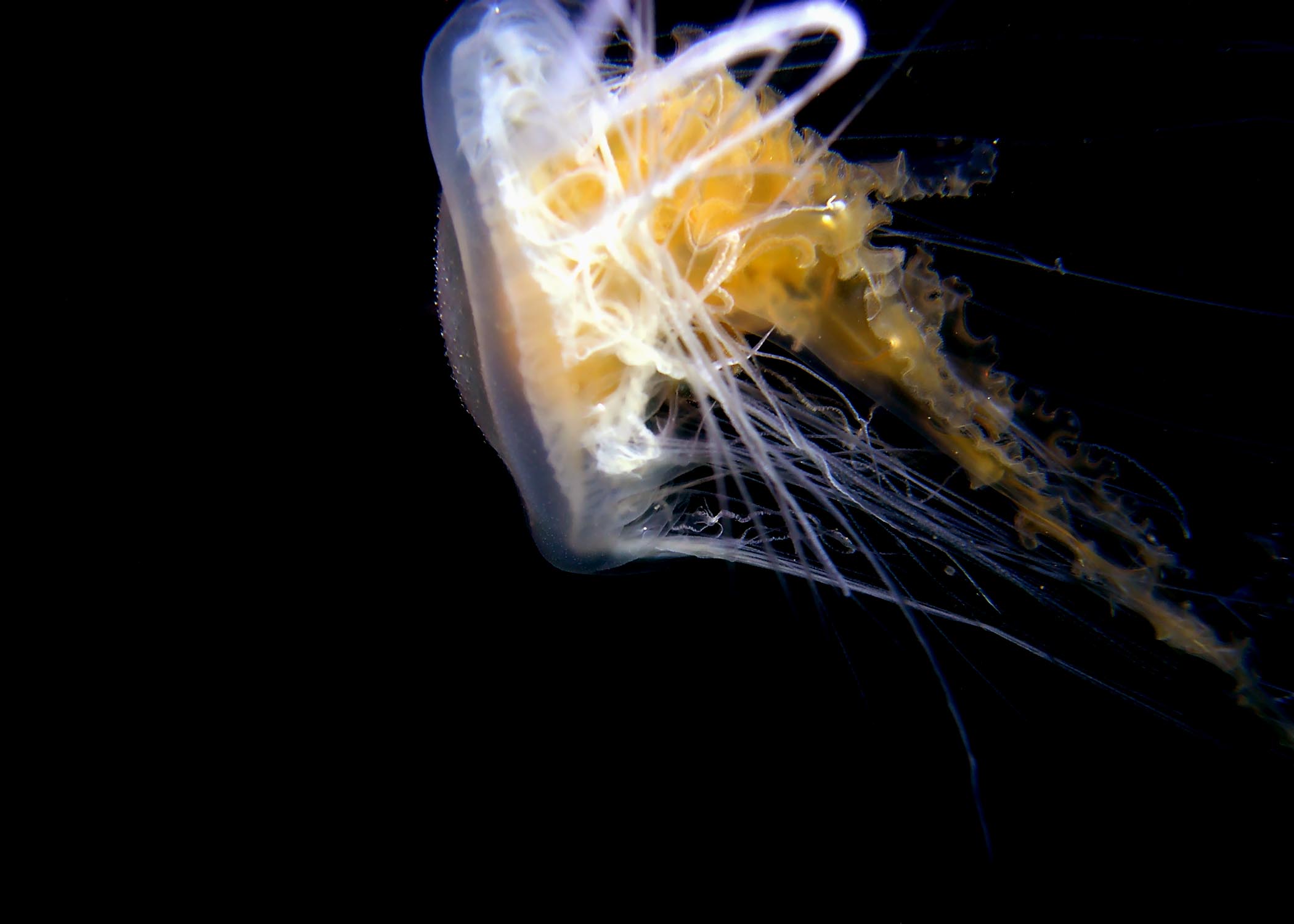 Jelly_Fish