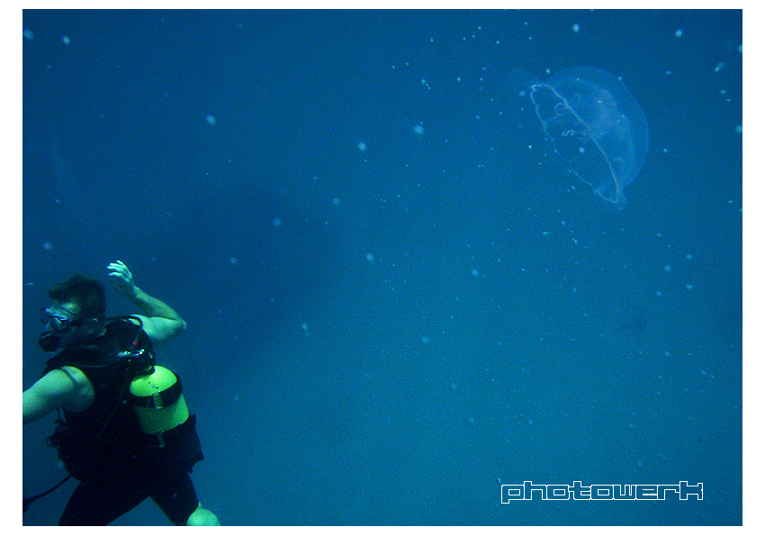 Jellyfish and diver @ 5m