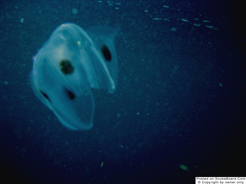 Jellyfish at surface