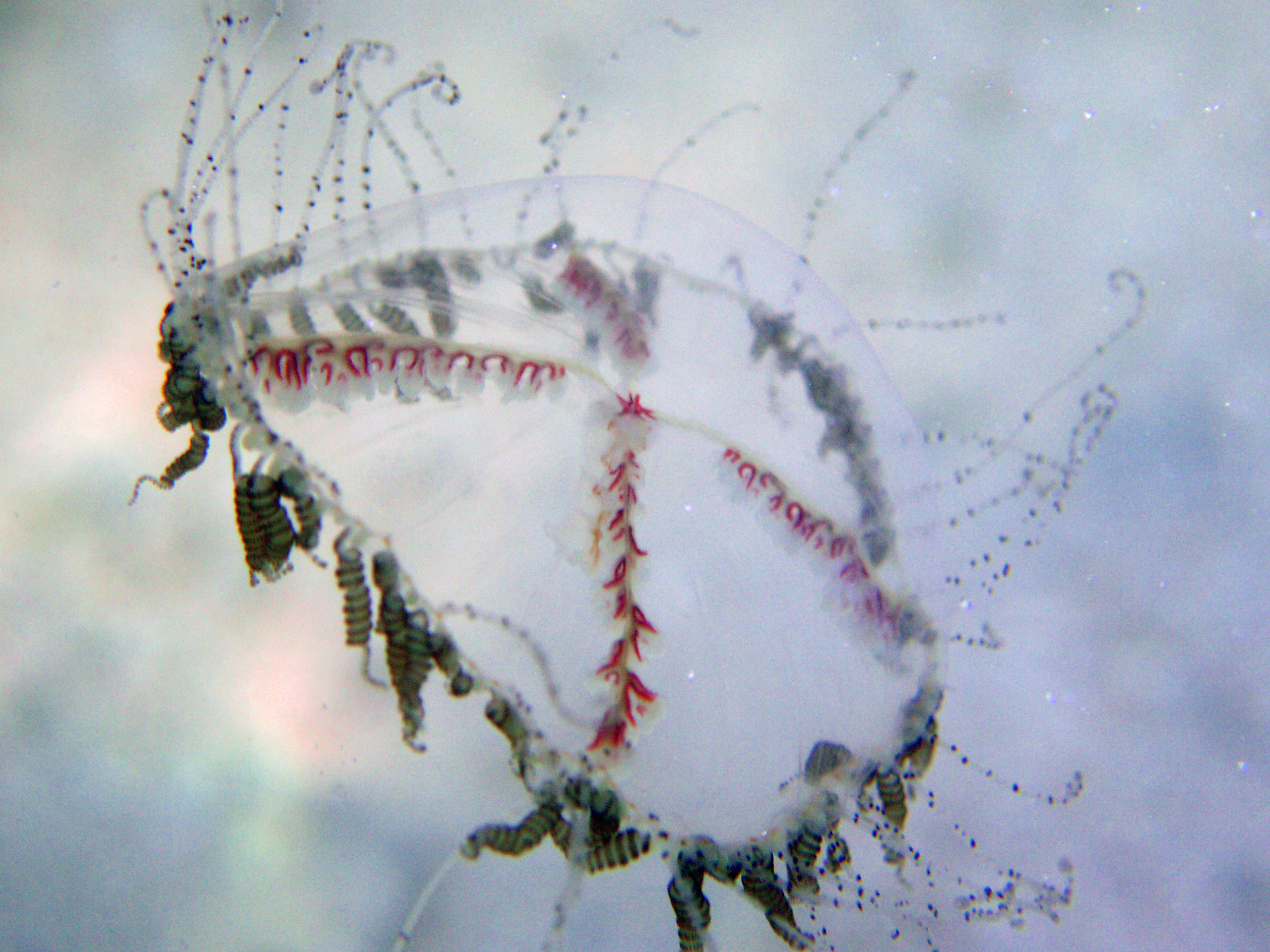 Jellyfish, Caribbean, Roatan