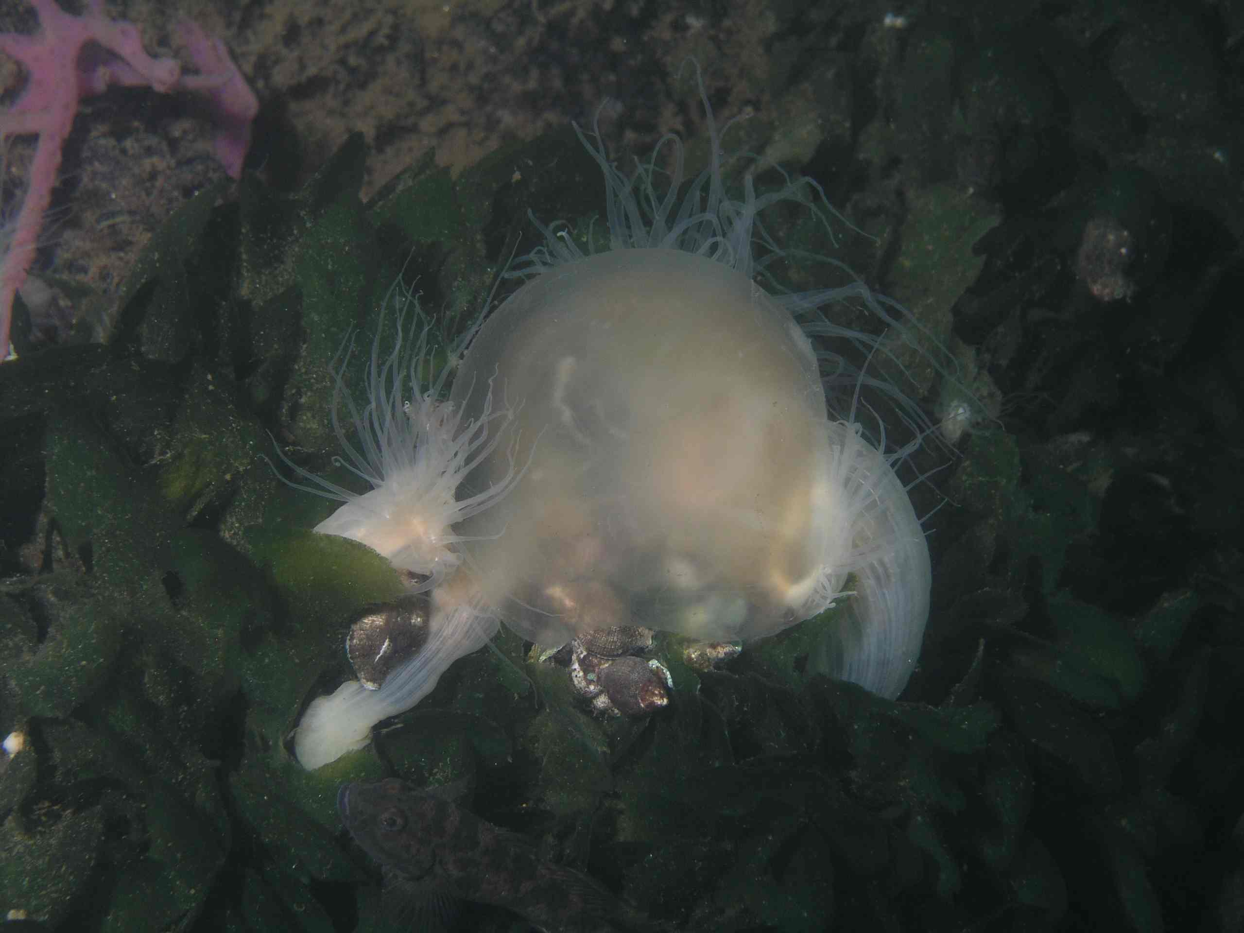 Jellyfish eaten