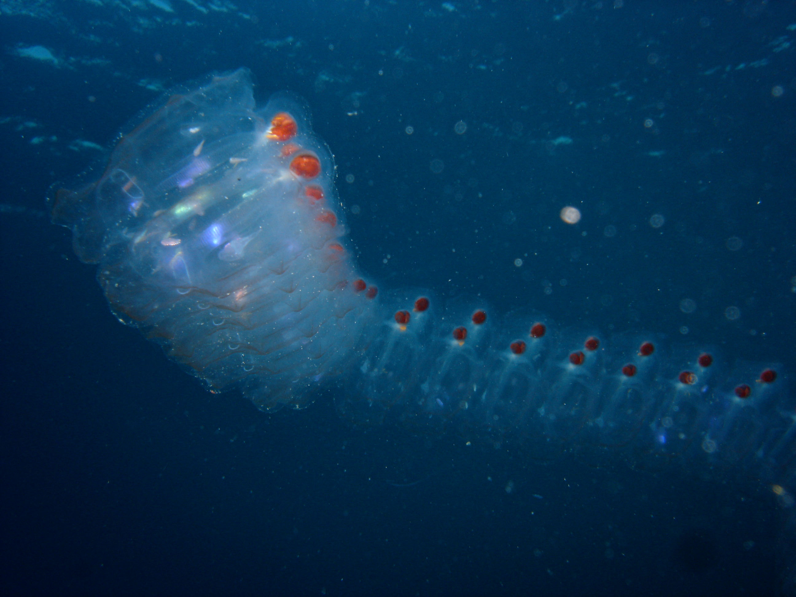 Jellyfish eggs