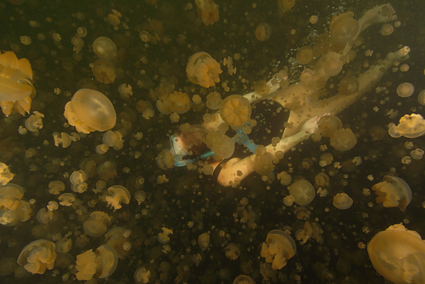 Jellyfish Lake Palau