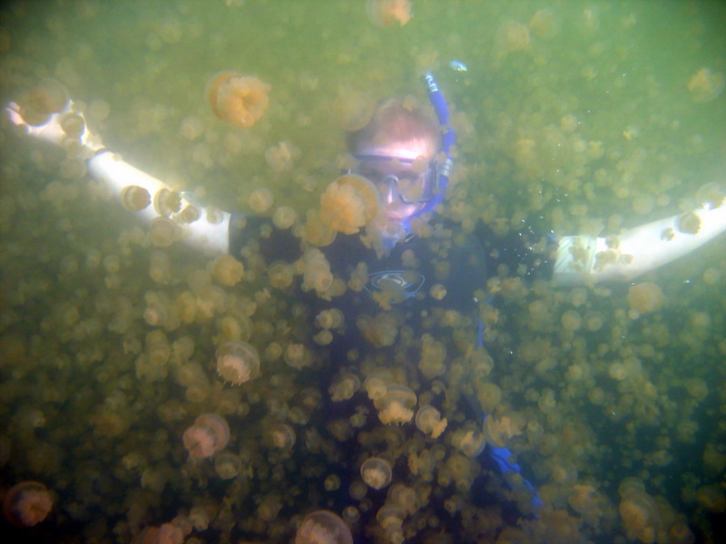 Jellyfish Lake