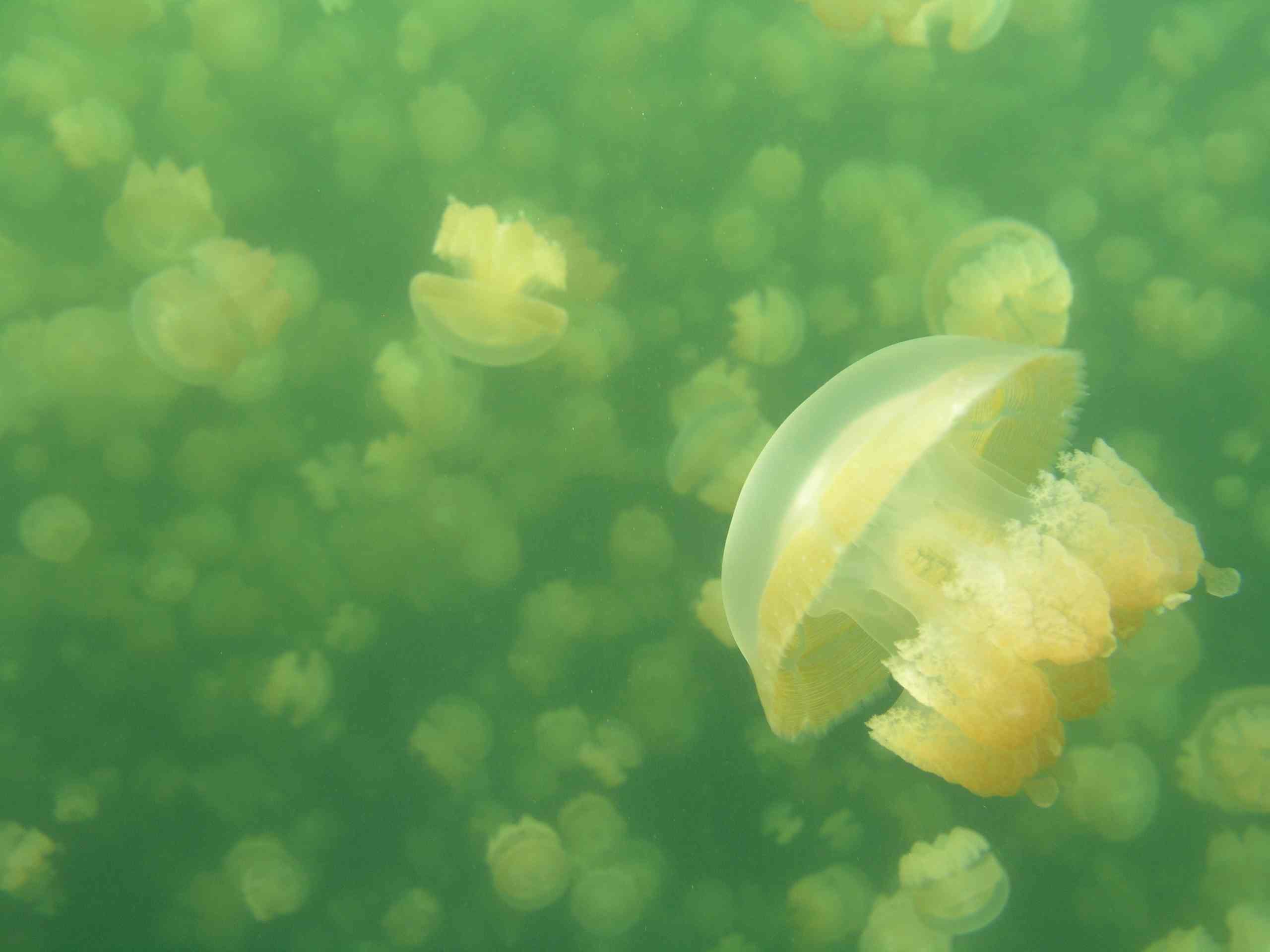 Jellyfish Lake