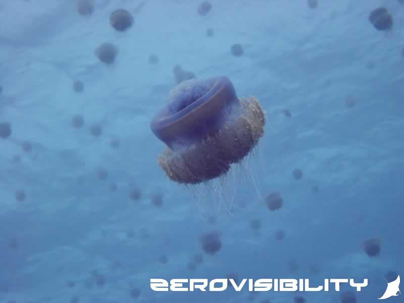 Jellyfish shoal, Elphinstone, Red Sea Egypt
