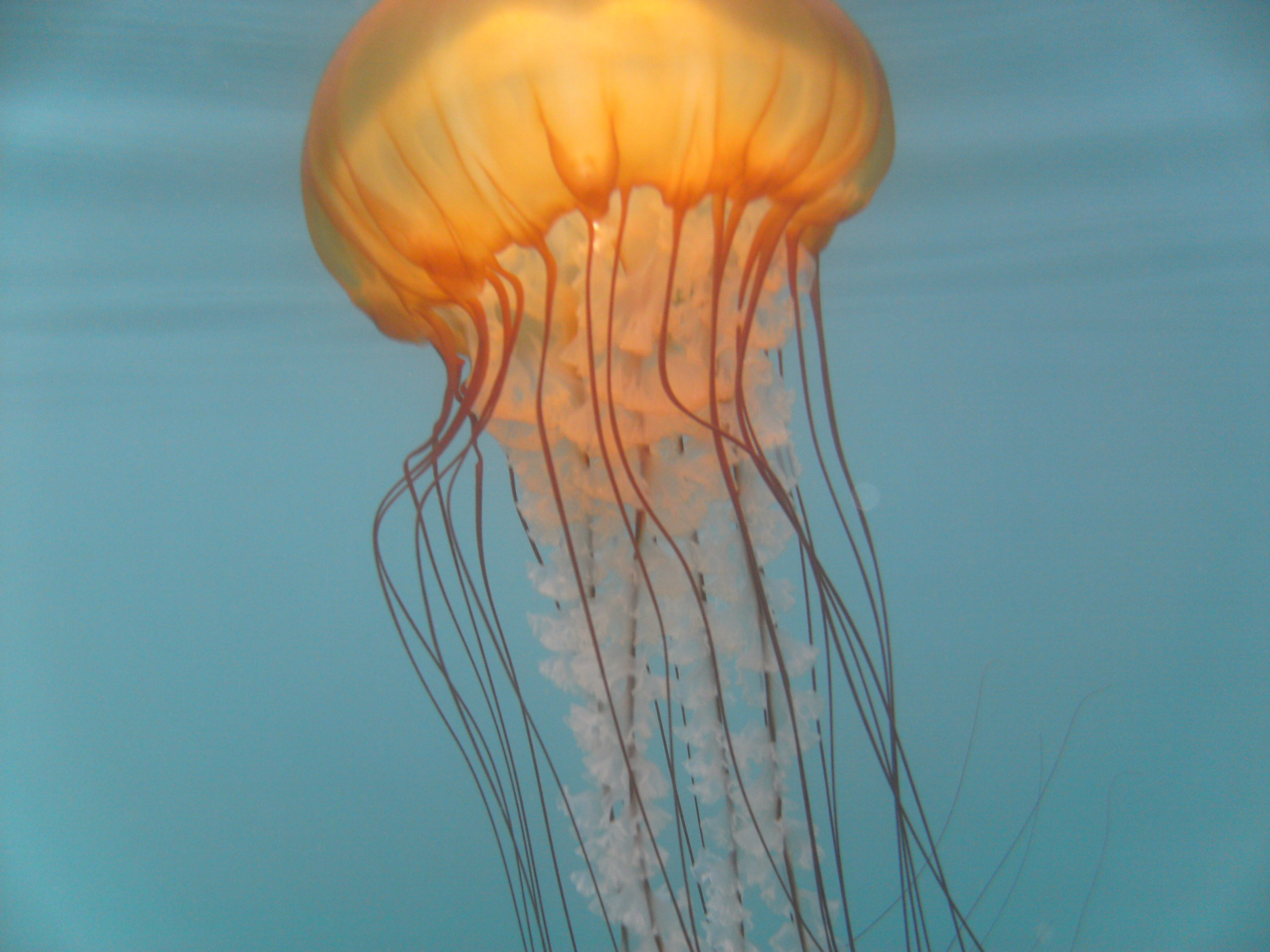 Jellyfish