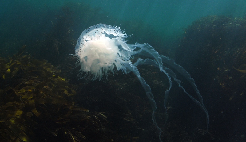 JellyFish