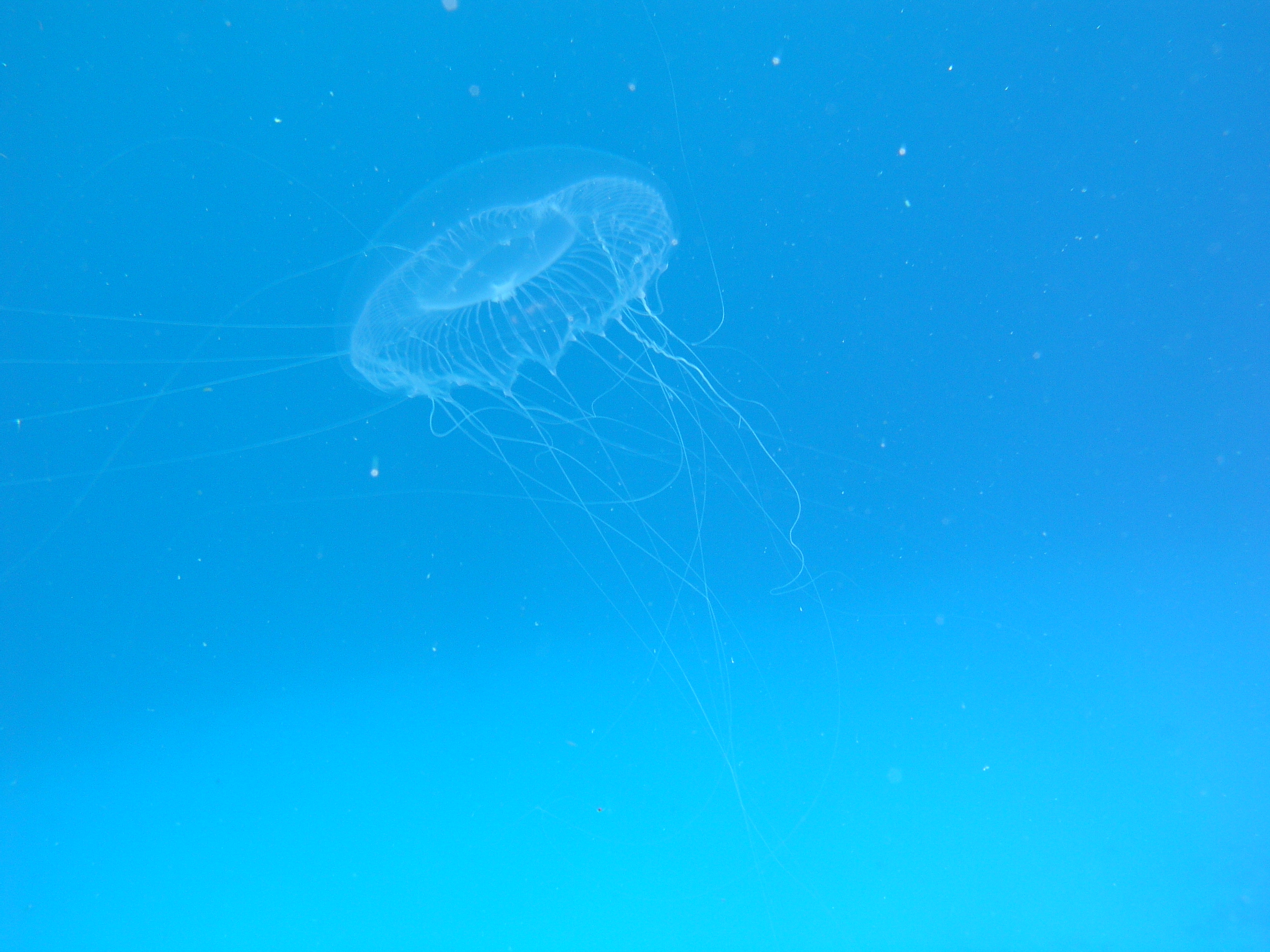 jellyfish