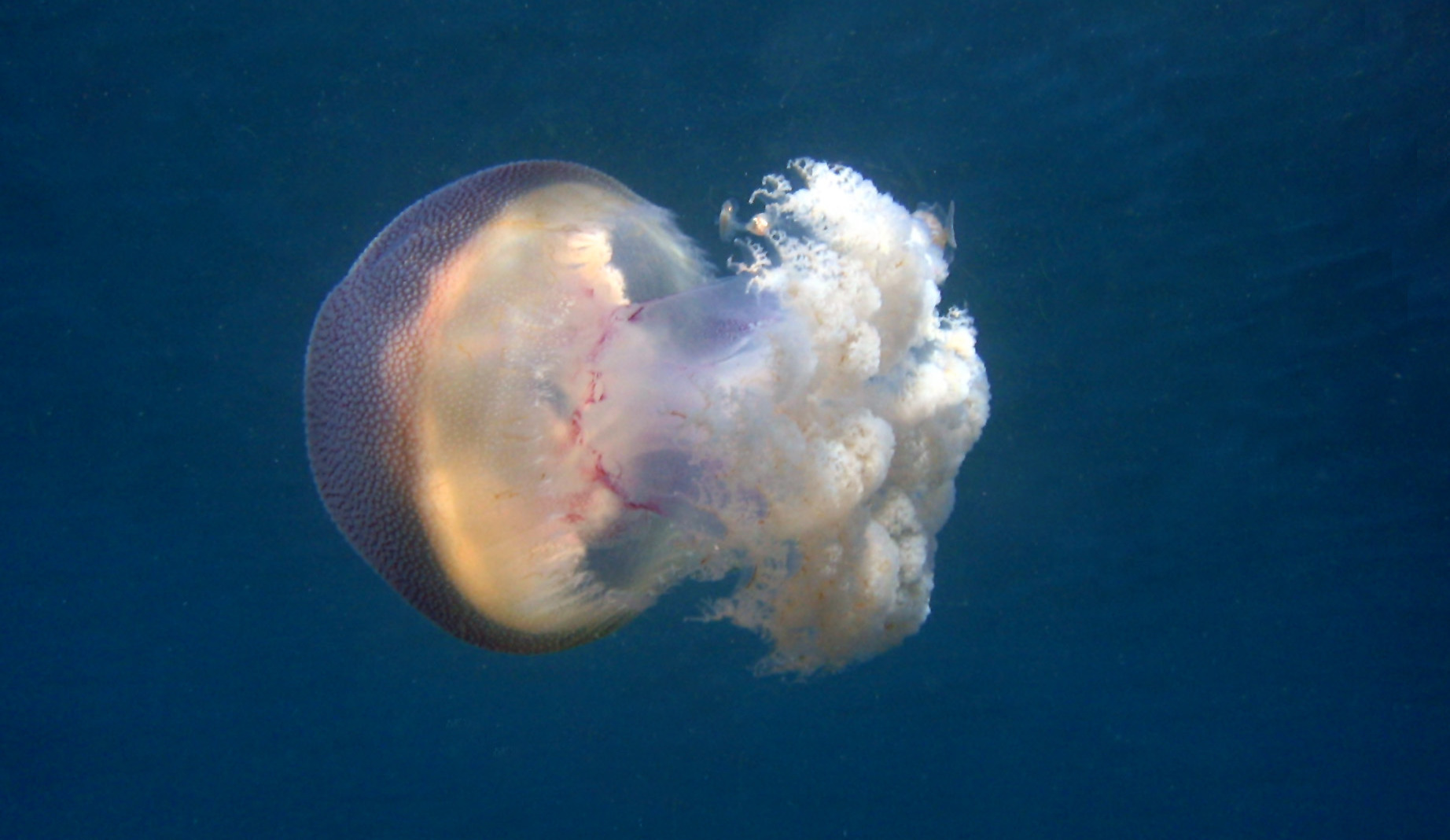 Jellyfish