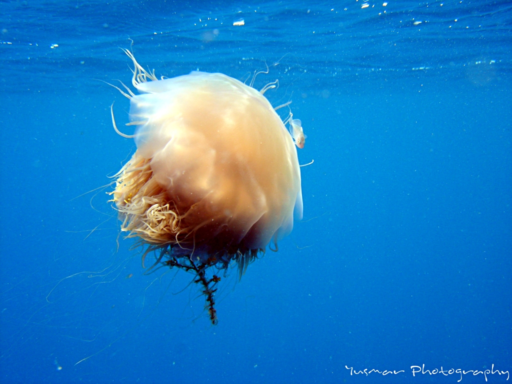 jellyfish