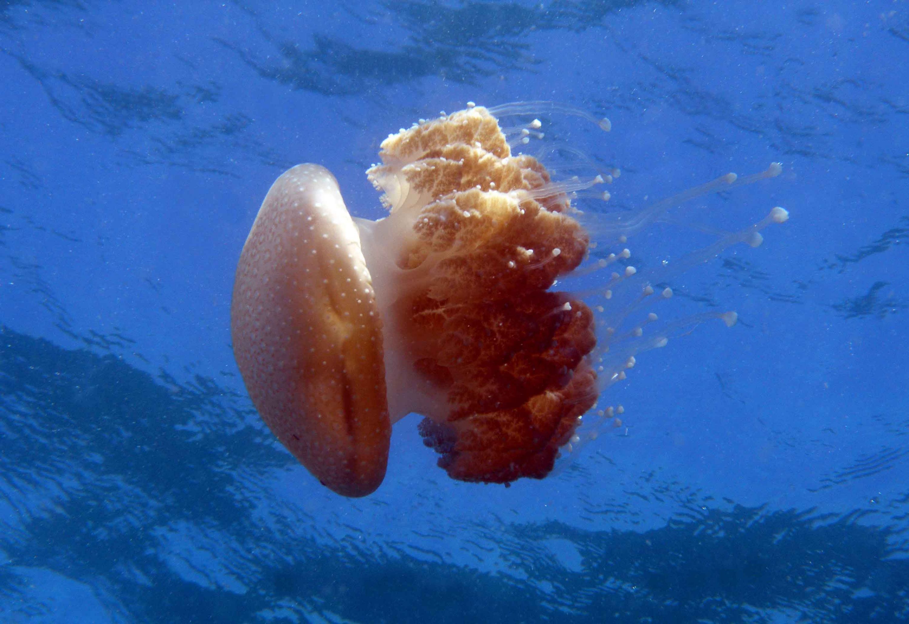 Jellyfish