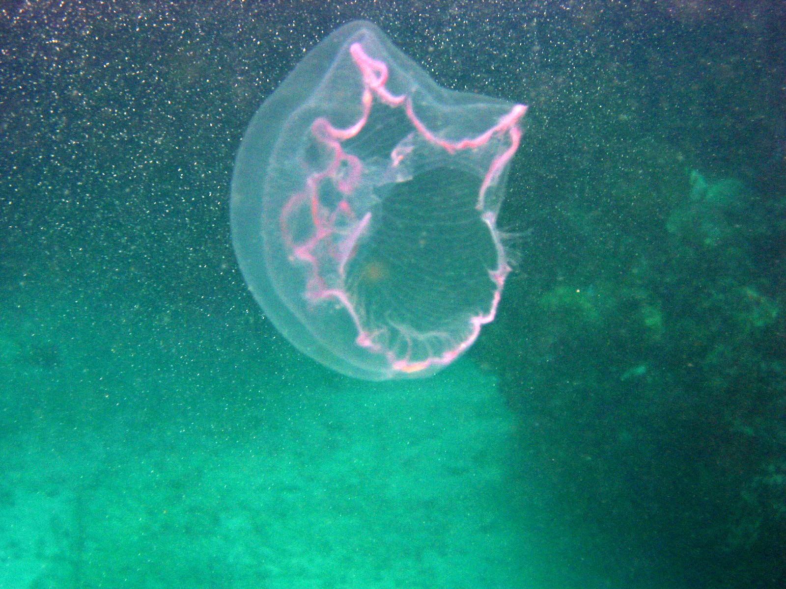 Jellyfish