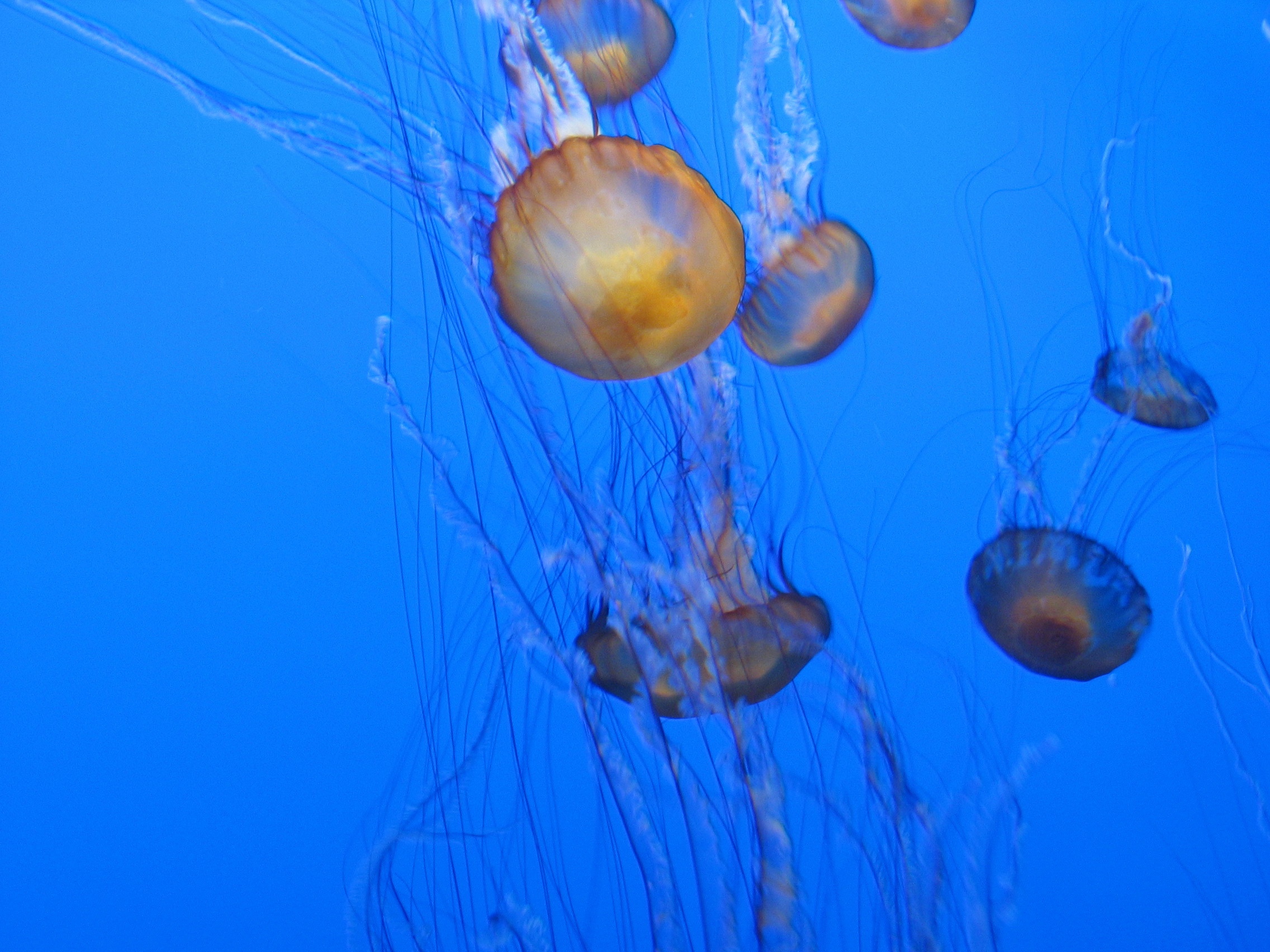 Jellyfish