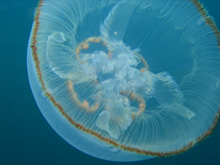 Jellyfish!