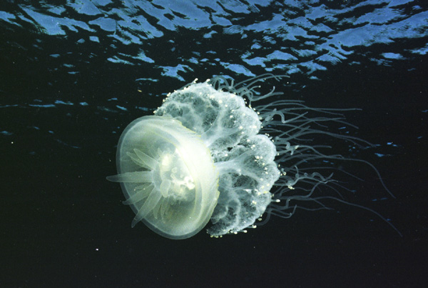 jellyfish