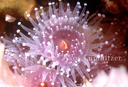 Jewel anemone