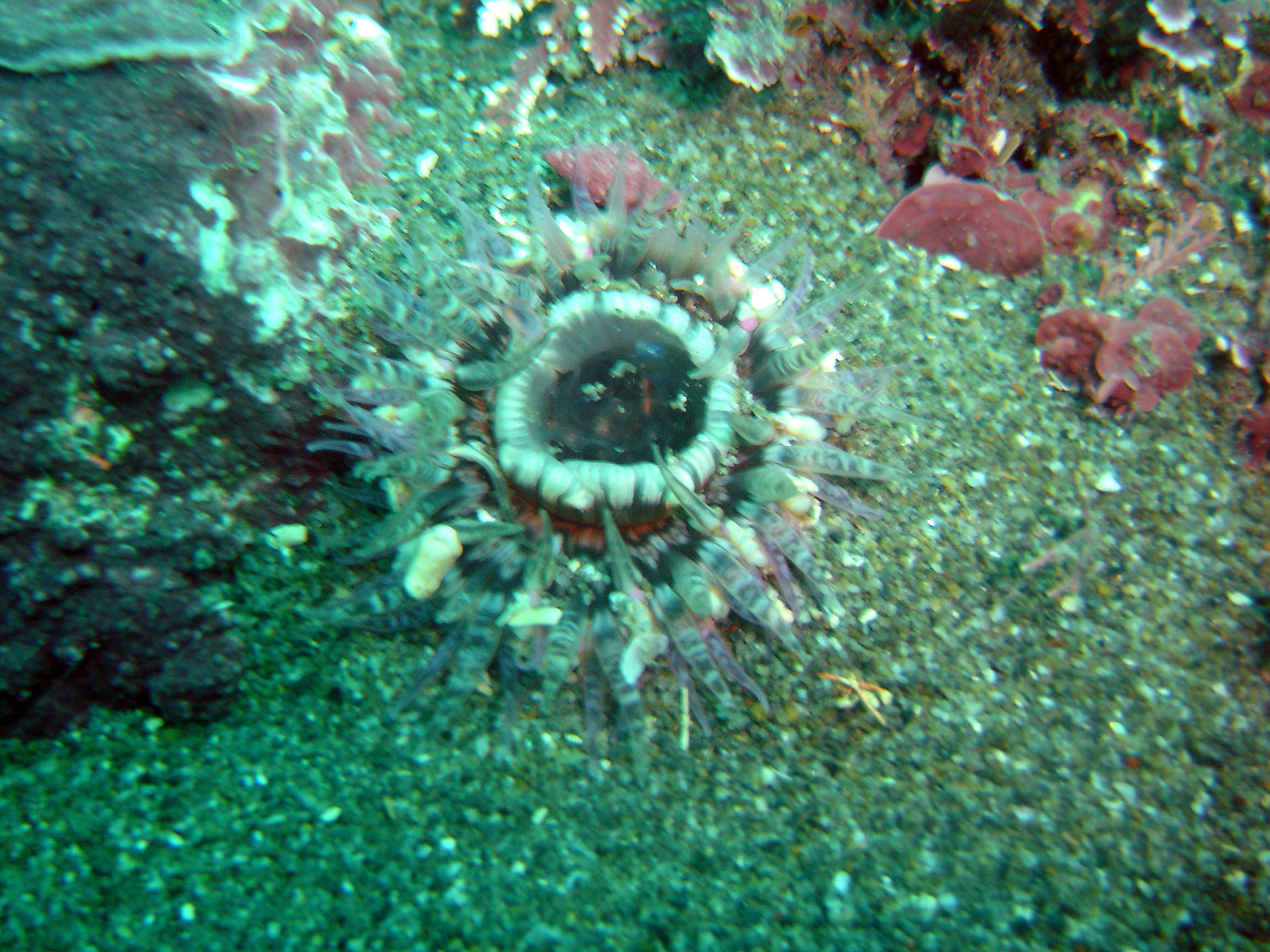 Jewel Anemone