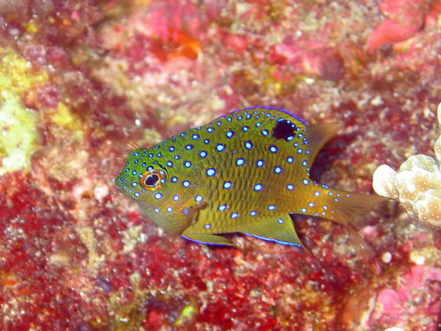 Jewel Damselfish