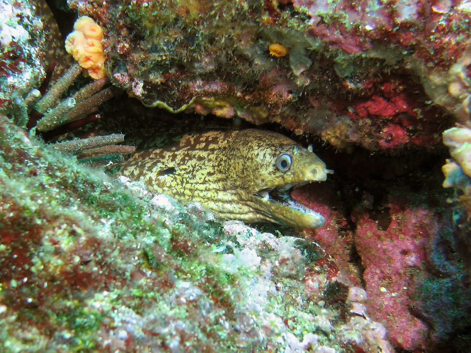 Jewel Moray Eel