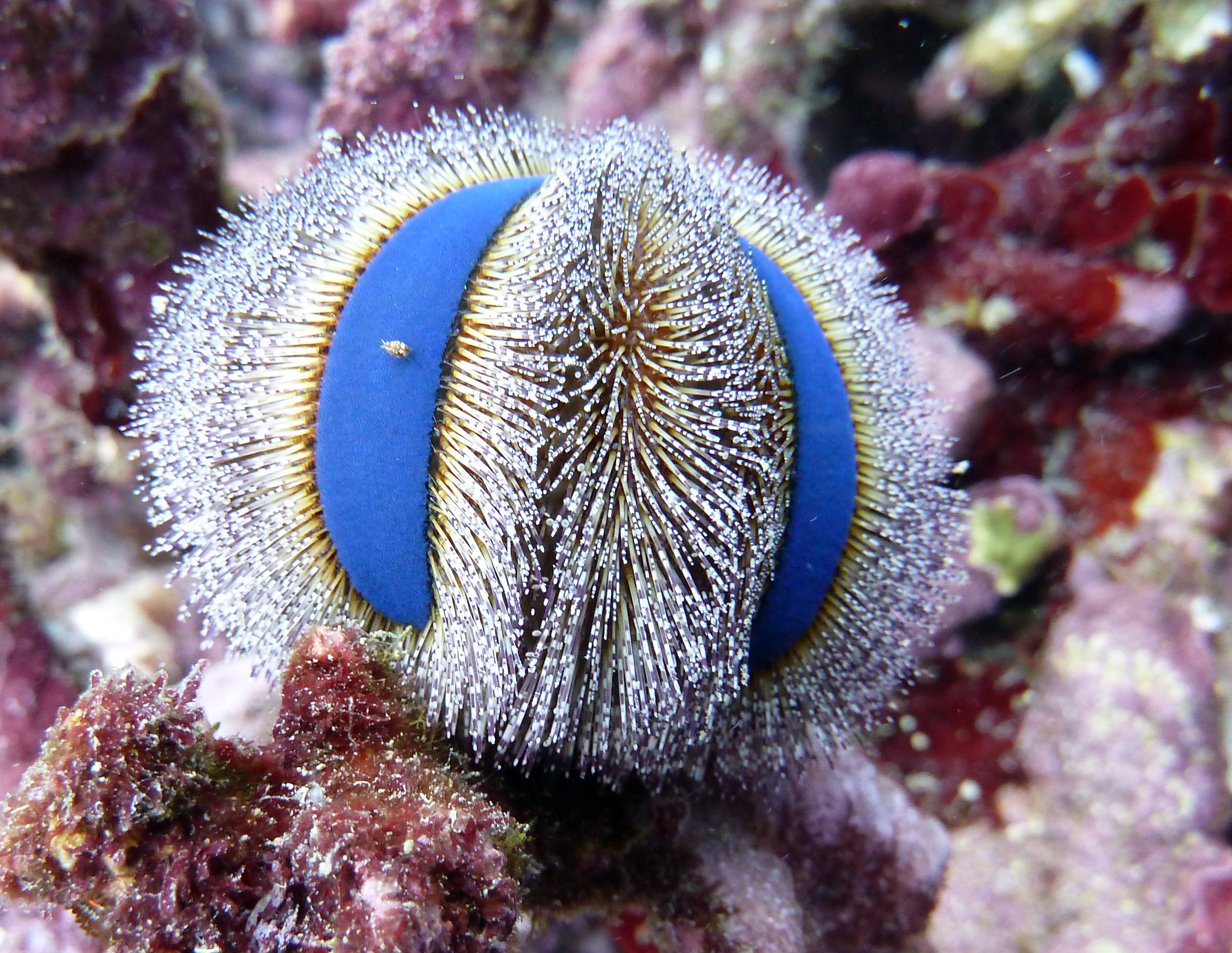 Jewel Urchin