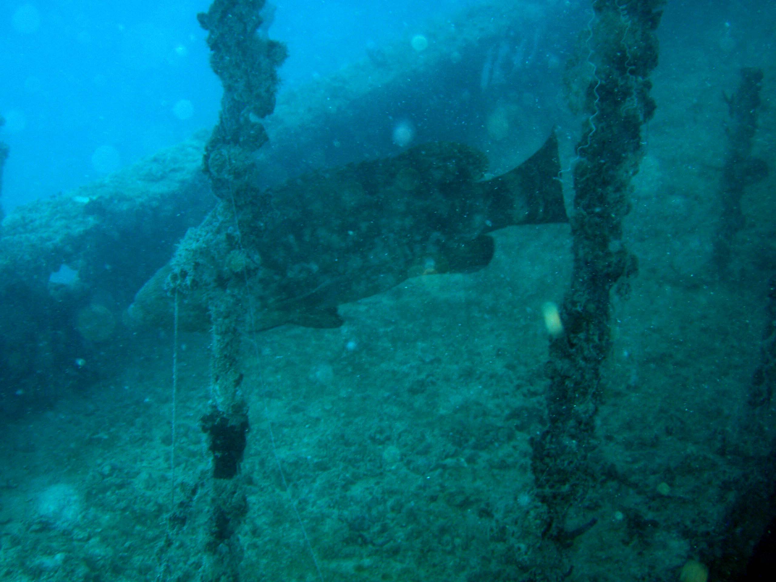 Jewfish on the Thunderbolt Wreck Marathon